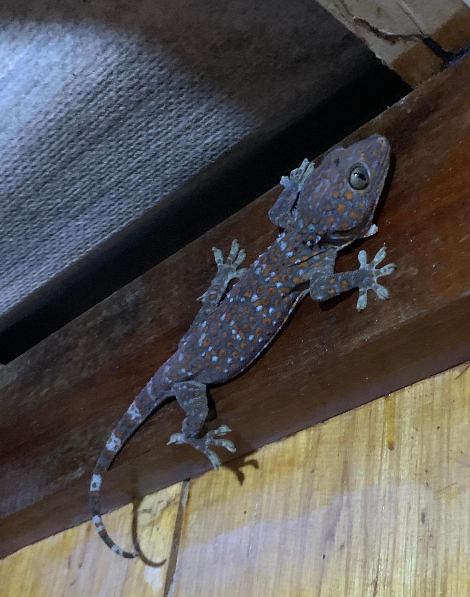 イージー タイガー バンガロー ロンサレム島 エクステリア 写真